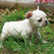 Bulldog frances en adopcion.. - Foto 1