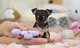 Cachorros Teacup Chihuahua - Foto 1