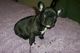 Espectaculares cachorra de bulldog francés en adopcion gratis