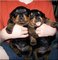 Regalo cachorros yorkshire terrier mini