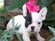 Se vende bulldog frances hembra.....