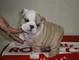 Bulldog inglés cachorros disponibles