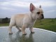 Cachorros bulldog francés para adopcion - Foto 1