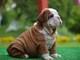 Cachorros bulldog ingles