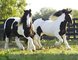 Magníficos Vanner gitana caballo para su adopción - Foto 1