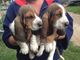 Preciosos cachorros de basset hound