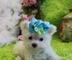 Regalo preciose cachorros bichón maltes para adopcion - Foto 1