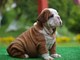 Regalo preciose cachorros Bulldog Ingles para adopcion - Foto 1
