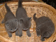 Gatitos pedigrí GCCF British Shorthair listo pronto! !!!! - Foto 1