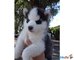 Los cachorros siberian husky