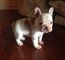 Regalo Magnífica camada bulldog france en adopcion gratis - Foto 1