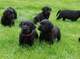 5 los cachorros labrador retriever negro