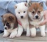 Adorable inicio levantó cachorros shiba inu