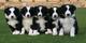 Adorables cachorros Border Collie - Foto 1