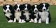 Adorables cachorros border collie