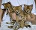 Africano serval, caracal, el ocelote y sabana gatitos disponibles