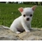 AKC pelo corto cachorros de Chihuahua - Foto 1