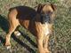 Boxer cachorrita pura raza particular