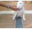 Bull terrier ahora disponible