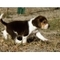 Cachorros beagle a la venta: cachorros beagle