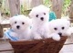 Cachorros bichon maltese para adopcion