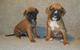 Cachorros boxer para la adopcion ready.