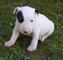 Cachorros bull terrier encantador para la adopción - Foto 1