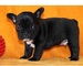 Cachorros bulldog frances para adopcion