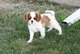 Cachorros cavalier king charles spaniel ahora disponible