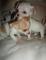 Cachorros chihuahua macho y hembra