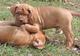 Cachorros de Dogo de Burdeos para la adopción - Foto 1