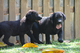 Cachorros de labrador retriever con pedigree!