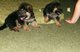 Cachorros de pastor alemán para una buena familia