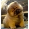 Cachorros de raza Chow Chow a la venta: pura raza cachorros Chow - Foto 1