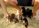 Cachorros Encanto AKC T-Cup Yorkie - Foto 1