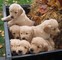 Cachorros Golden Retriever Saludables y lindo para la venta - Foto 1