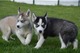 Cachorros husky seberian para adopción - Foto 1