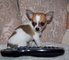 Cachorros machos y hembras Teacup Chihuahua - Foto 1