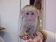 Cara hermosa bebé registrada mono capuchino disponibles