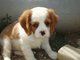 Cavalier King Charles Spaniel - Foto 1