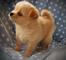 Chihuahua cachorros ternura para la adopción ahora