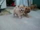 Chow chow cachorros