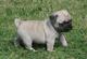 Disponibles 6 cachorros saludables pug macho y hembra