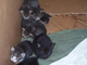 Gatitos recién nacidos ya destetados en badajoz - Foto 1