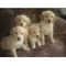 Golden retriever hermosos cachorros