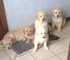 Gorgeous cachorros Golden Retriever - Foto 1