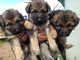 Hermosa camada de cachorros de pastor alemán - Foto 1