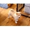 Hermosas shiba inu cachorros a la venta: hermosos cachorros shiba