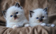 Hermosos gatitos pedigree ragdoll