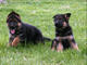 Hombres y cachorros de pastor alemán - Foto 1